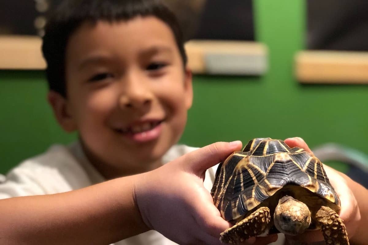 Child holding a turtle at Critter Camp